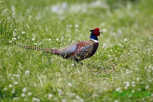 野鸡叫声诱捕mp3